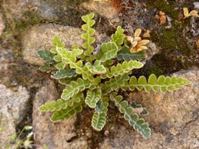 Asplenium ceterach